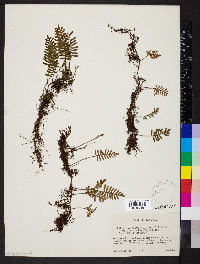 Pleopeltis acicularis image