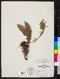 Polypodium ptilodon image