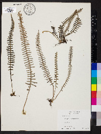 Pleopeltis furfuracea image