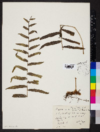 Polypodium subpetiolatum image