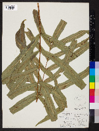 Serpocaulon triseriale image