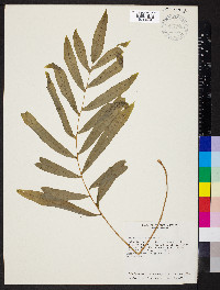 Serpocaulon triseriale image