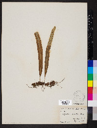 Lepisorus excavatus image