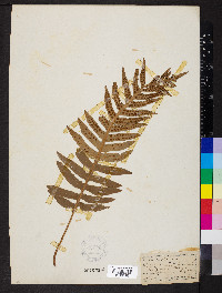 Polypodium vulgare image