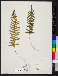 Polypodium vulgare image