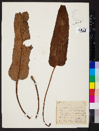 Pyrrosia sheareri image