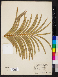 Cycas circinalis image