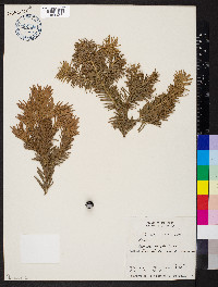 Abies lasiocarpa image