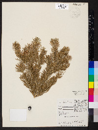 Abies lasiocarpa image