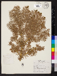 Abies lasiocarpa image