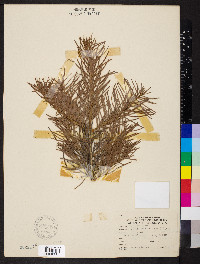 Abies concolor image