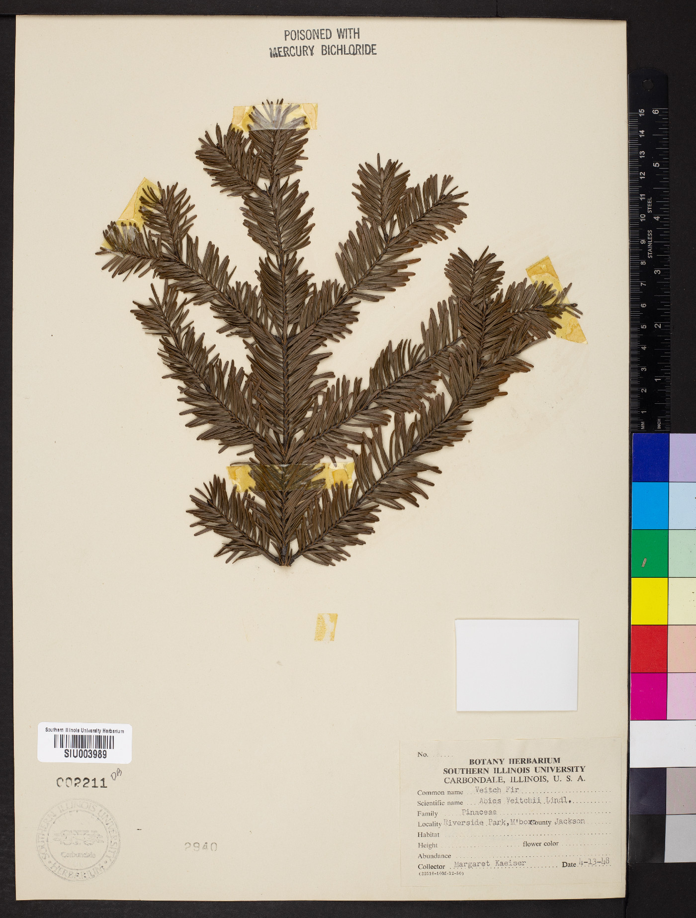 Abies veitchii image