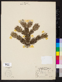 Abies veitchii image