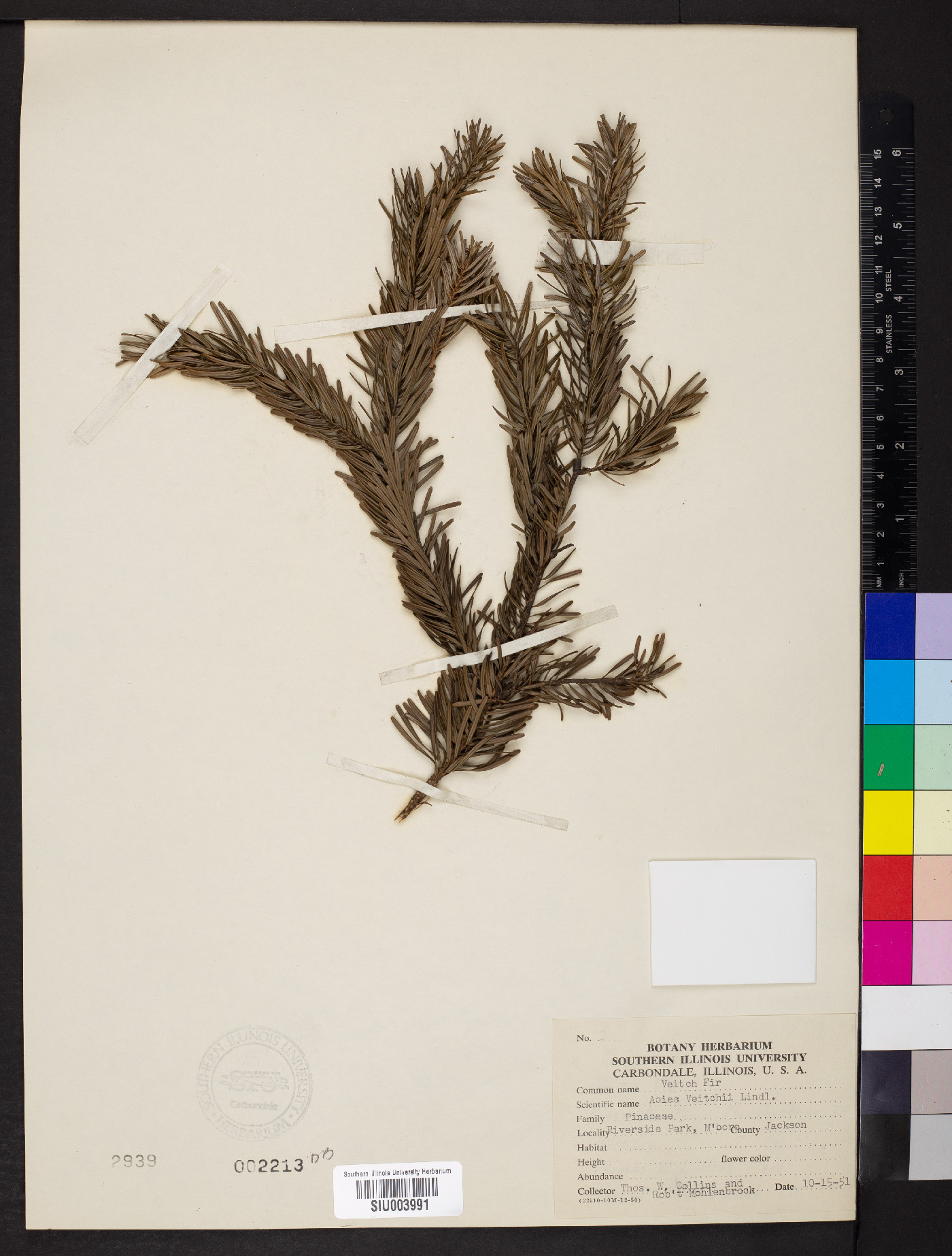 Abies veitchii image