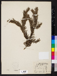 Abies veitchii image