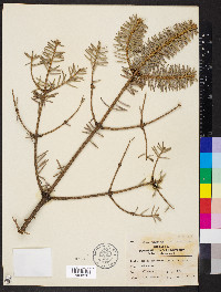 Abies homolepis image