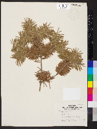 Abies homolepis image