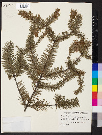 Abies religiosa image