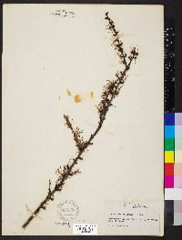 Larix laricina image