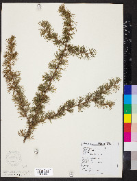 Larix laricina image