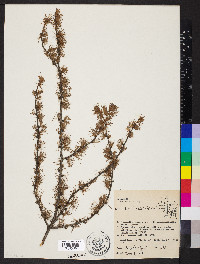 Larix laricina image