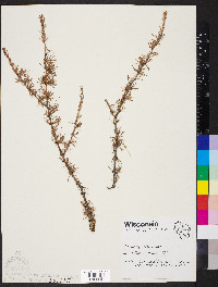 Larix laricina image