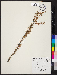 Larix laricina image