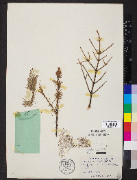 Larix laricina image