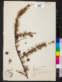 Larix laricina image