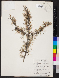 Larix occidentalis image