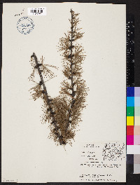 Larix occidentalis image