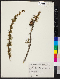 Larix decidua image