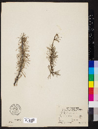 Larix decidua image