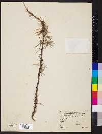 Larix decidua image