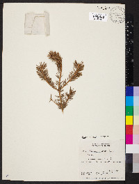 Picea pungens image