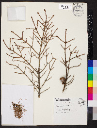 Picea mariana image