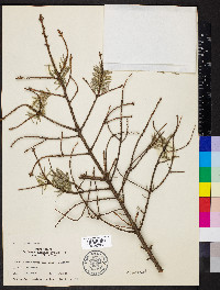 Picea omorika image