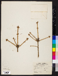 Picea engelmannii image