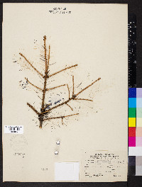 Picea pungens image