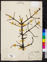 Picea pungens image