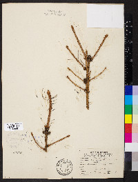 Picea pungens image