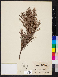 Pinus echinata image