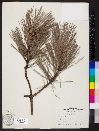 Pinus echinata image