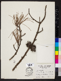 Pinus echinata image