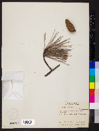Pinus echinata image