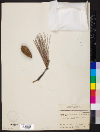 Pinus echinata image