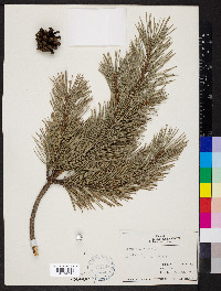 Pinus sylvestris image