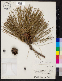 Pinus resinosa image
