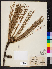 Pinus palustris image
