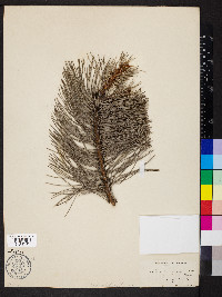 Pinus nigra image